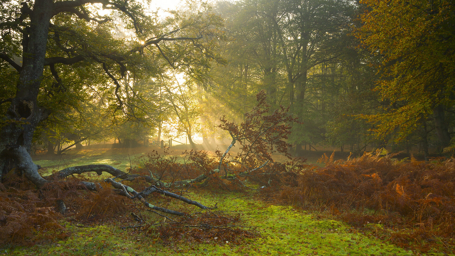 绿茵总决赛夜，迪马利亚，那个不知疲倦的犯规制造者