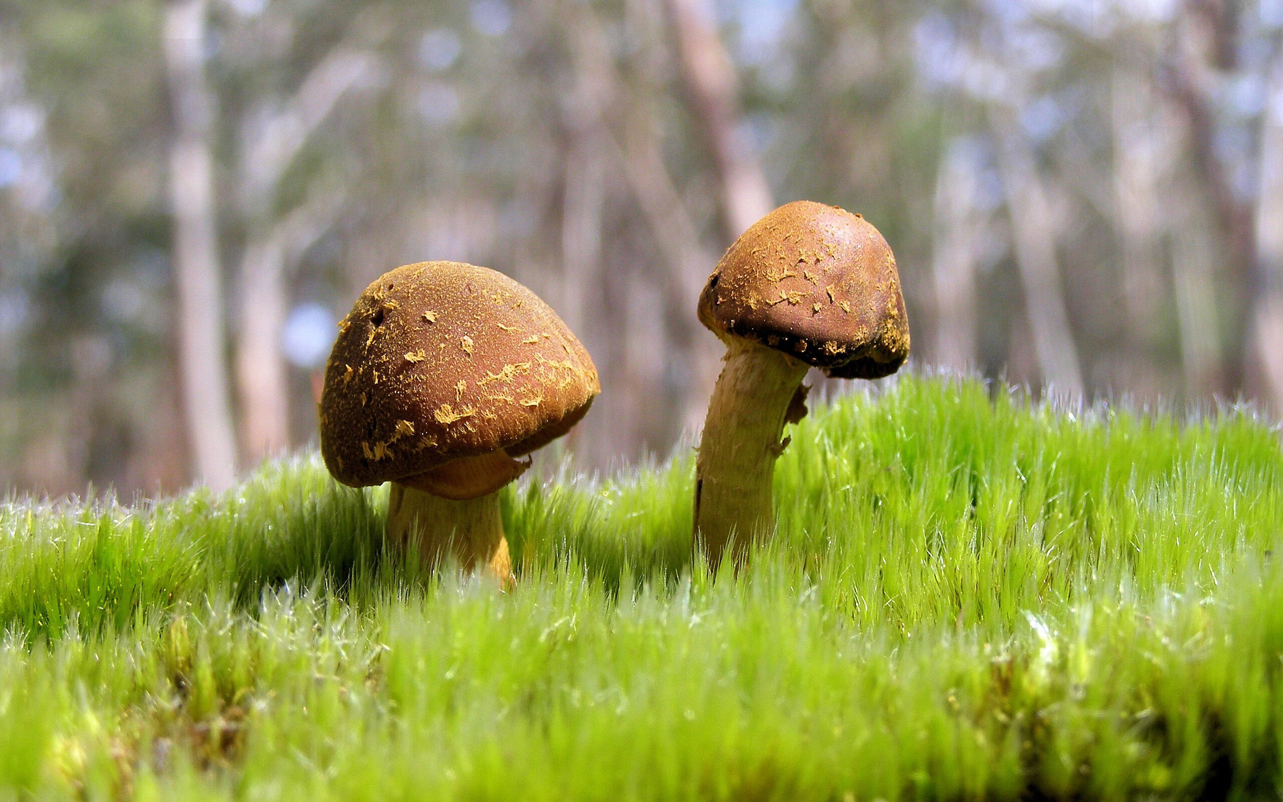 棋盘对弈与心跳同频，班凯罗如何将黄金一号中心谱成个人交响诗