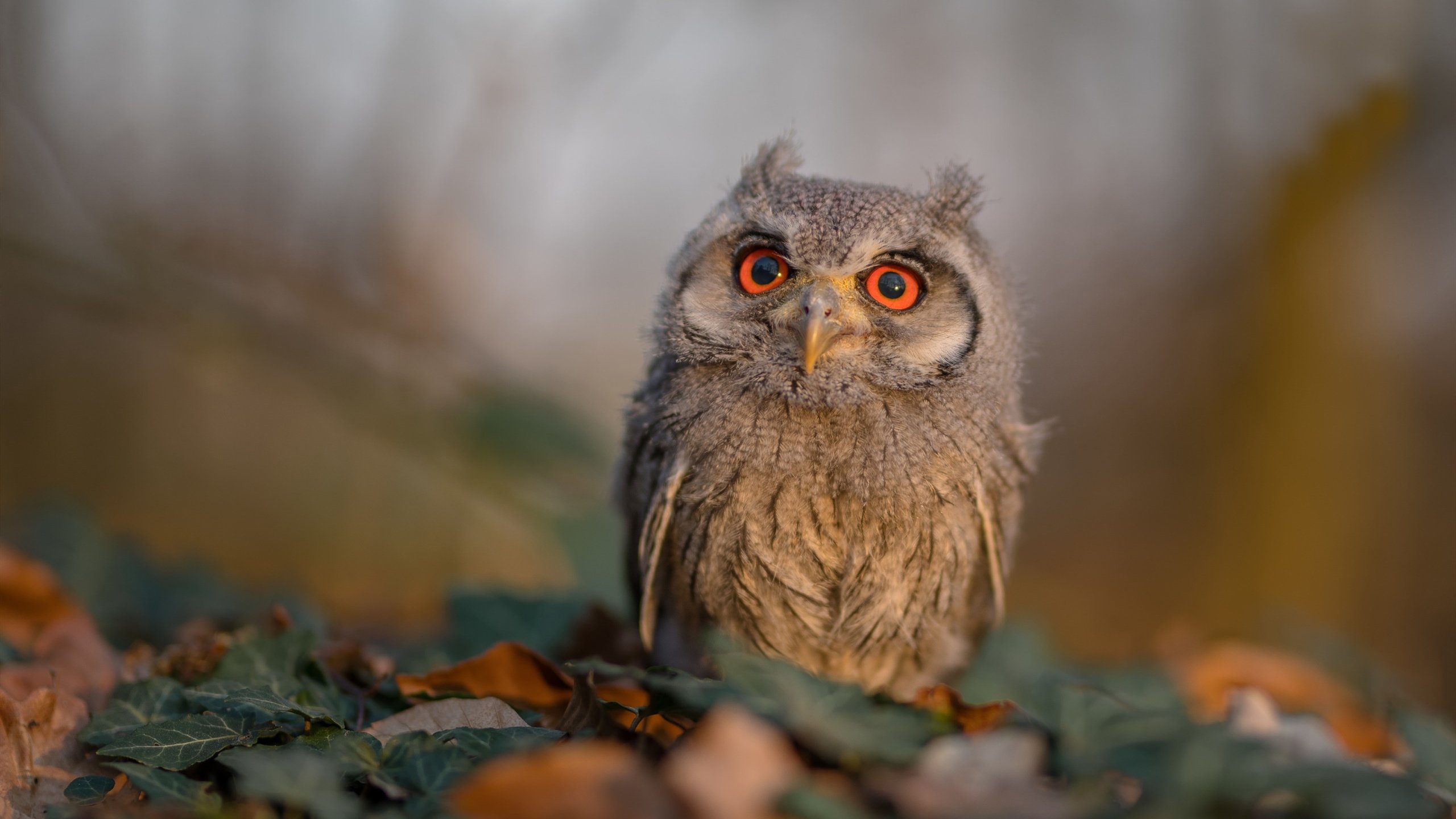 诺坎普的灌篮，欧冠之夜的篮球神迹