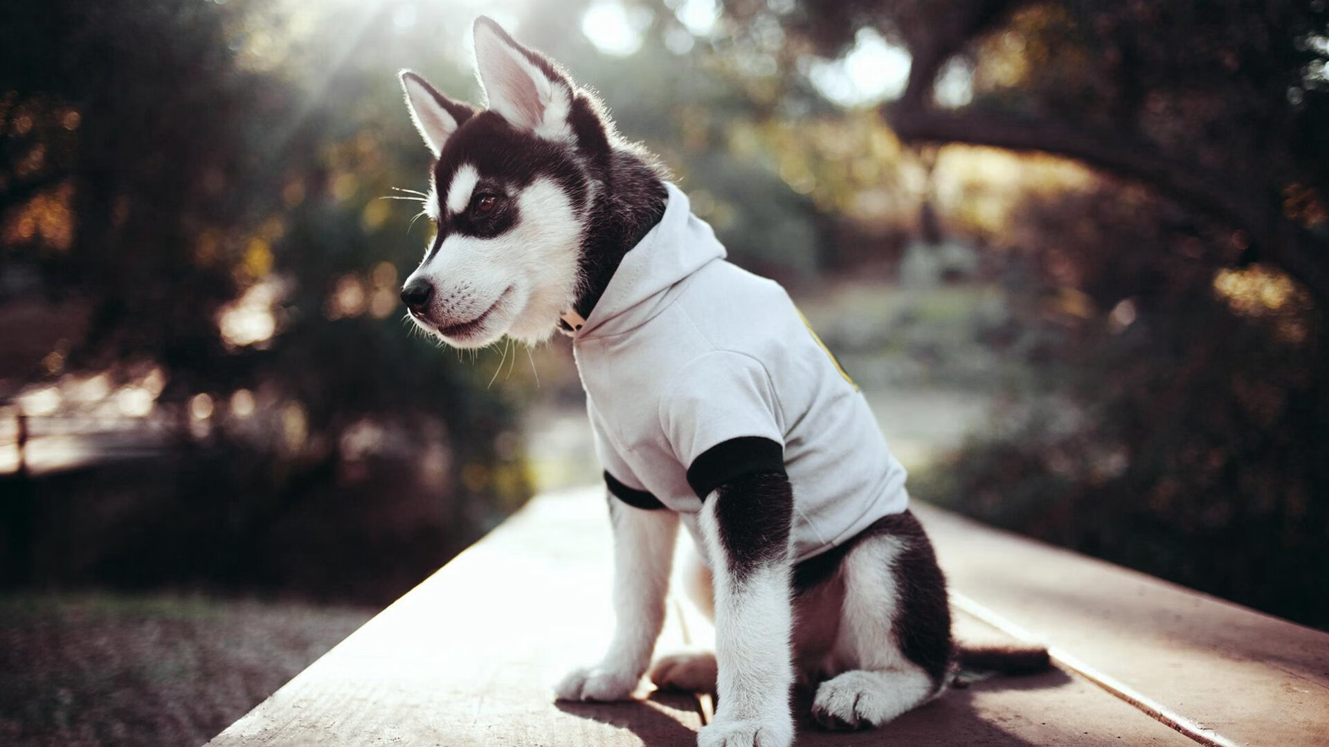 双线叙事,孙兴慜的利刃与国际米兰的战术机器—当个人爆发遇见体系压制