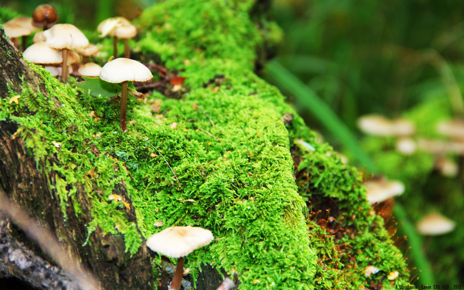 北欧冷锋撕裂东亚热浪，芬兰铁血防线如何让日本武士刀彻底生锈