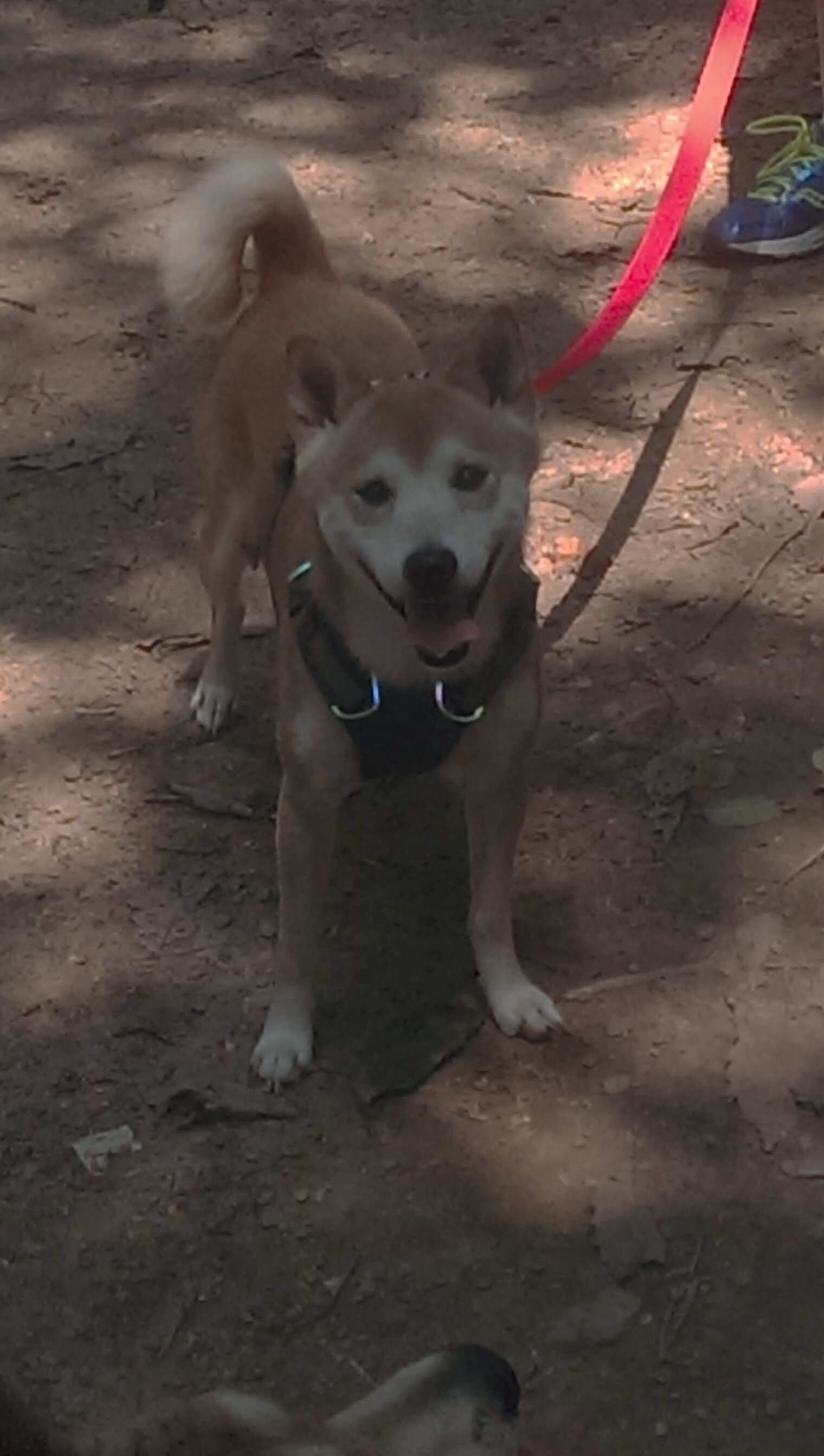 当火山与金矿的对决，加纳险胜冰岛背后的生死哲学