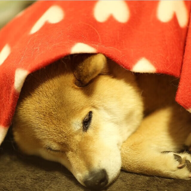 冰与火之歌,公牛末节团体接管与布克个人英雄主义的两种胜利