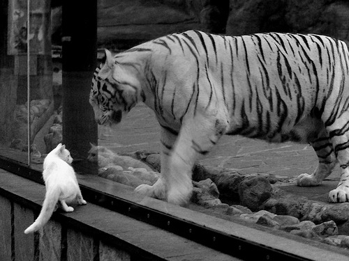 跨越太平洋的轰鸣,武切维奇存在感拉满,深圳队击溃步行者