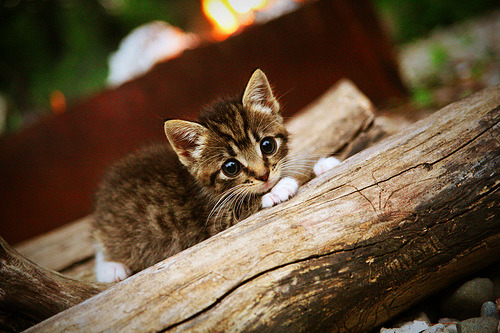 当东契奇正在鏖战季后赛，中国男篮的季后赛焦点战早已在另一片战场打响