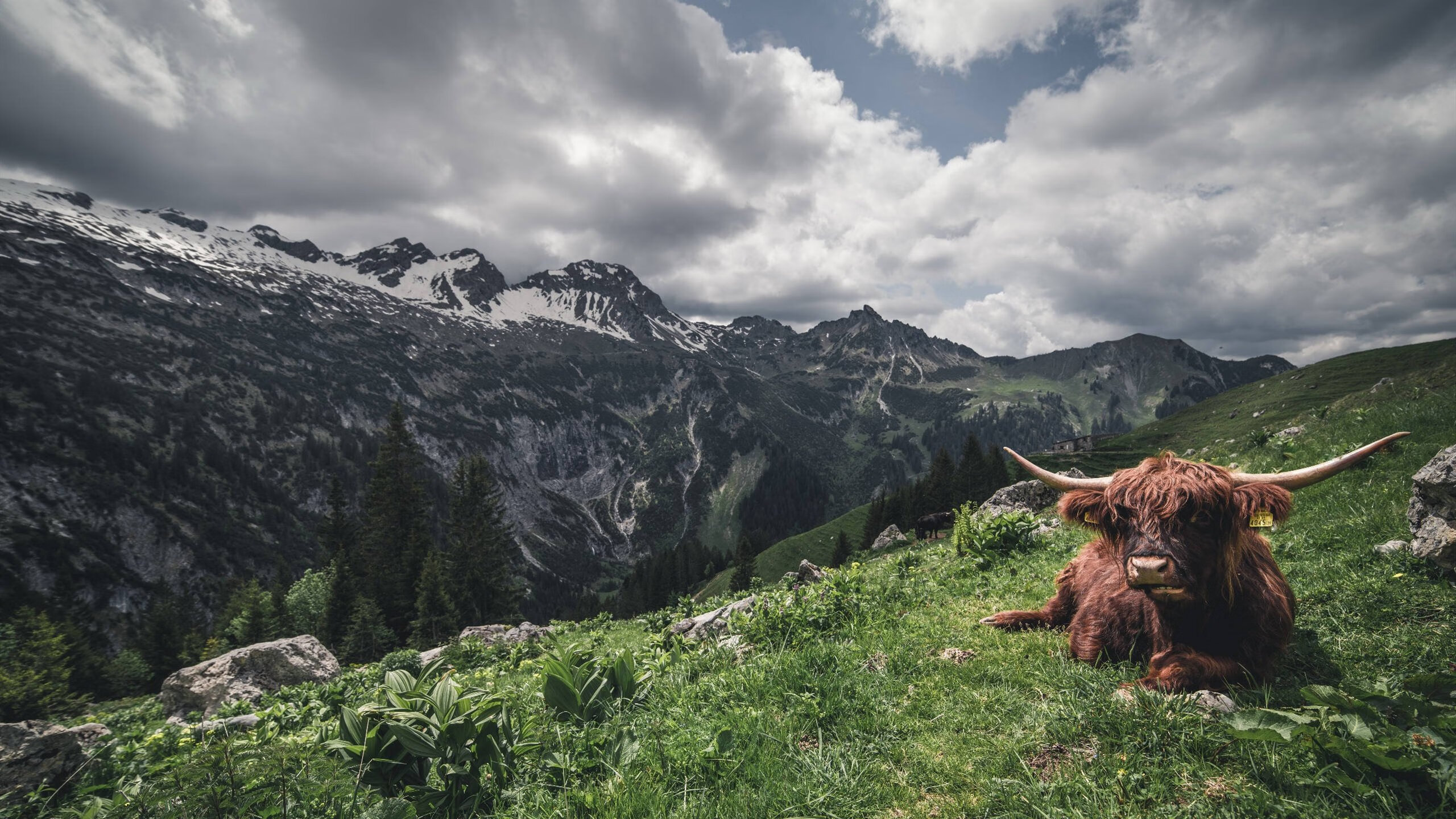 窒息锁死特雷·杨，导演17分逆转！无名米切尔今夜戴上关键先生面具