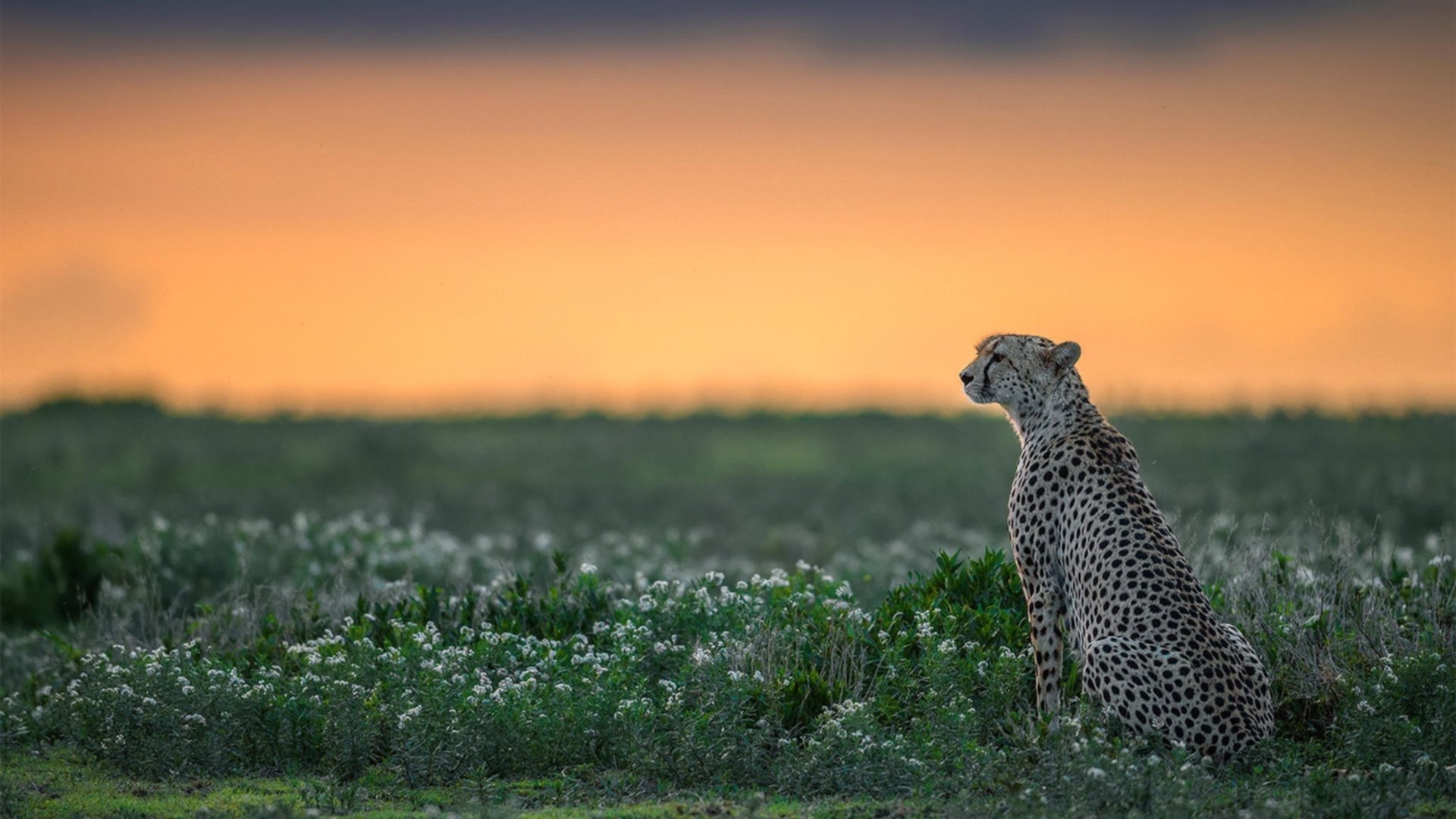 爱德华兹燃爆之夜!马刺团队篮球击碎热火,争冠之路悄然亮灯