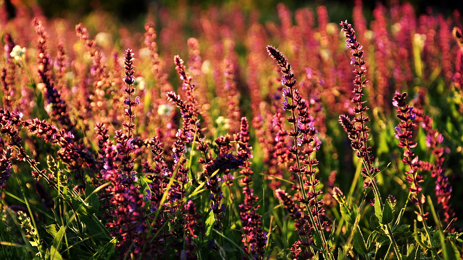 回应所有质疑!塔图姆50分封神夜,这就是绿军新王加冕的时刻