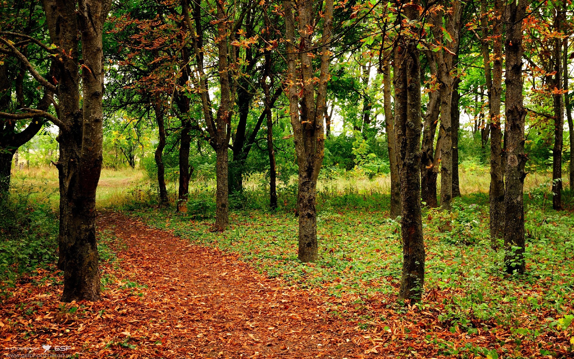 赛道即绿茵,当F1年度争冠战化为阿尔及利亚vs国际米兰的终极对决