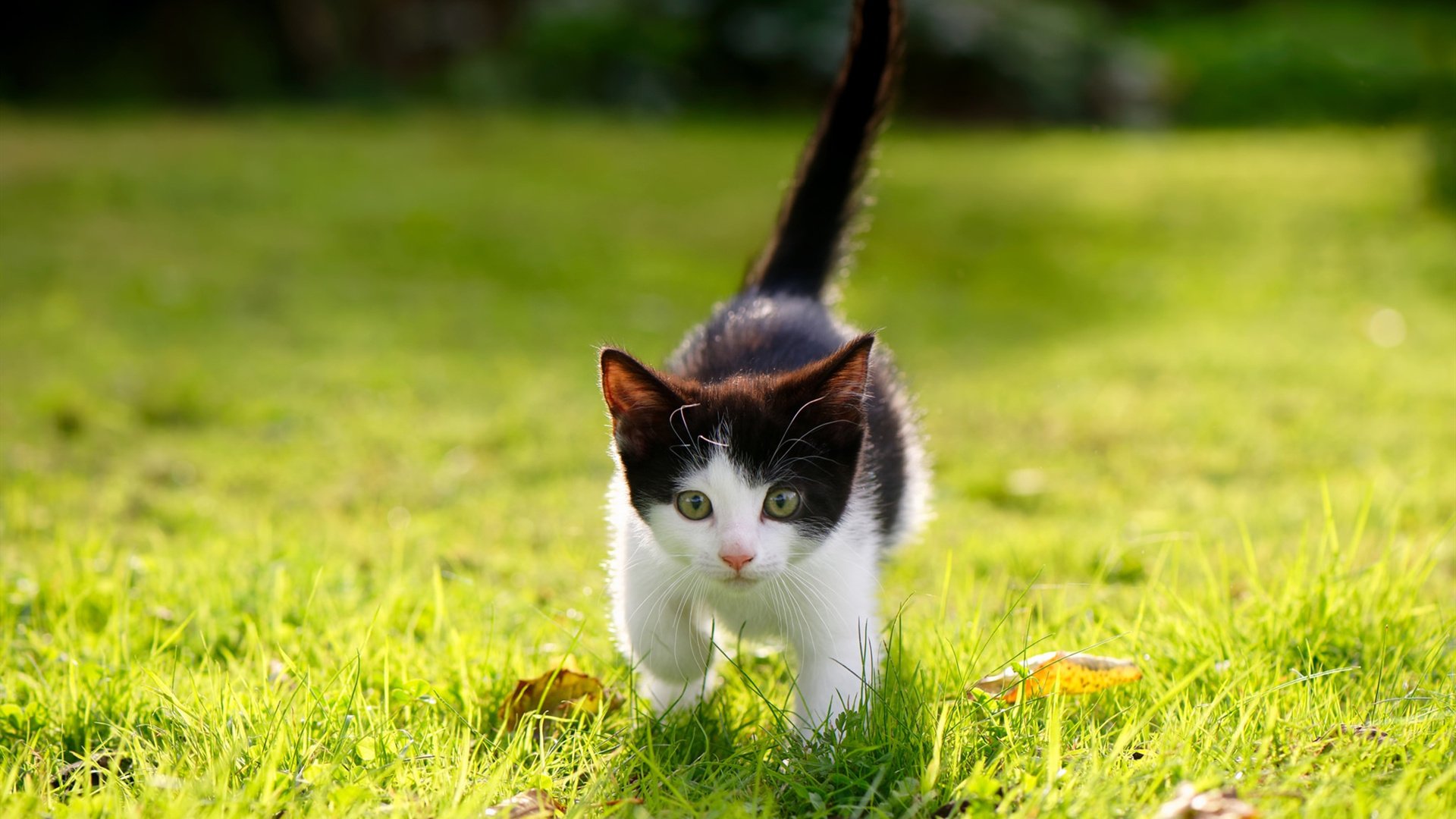 铁幕与利刃，利物浦封锁丹麦之谜，赖斯如何化身关键先生