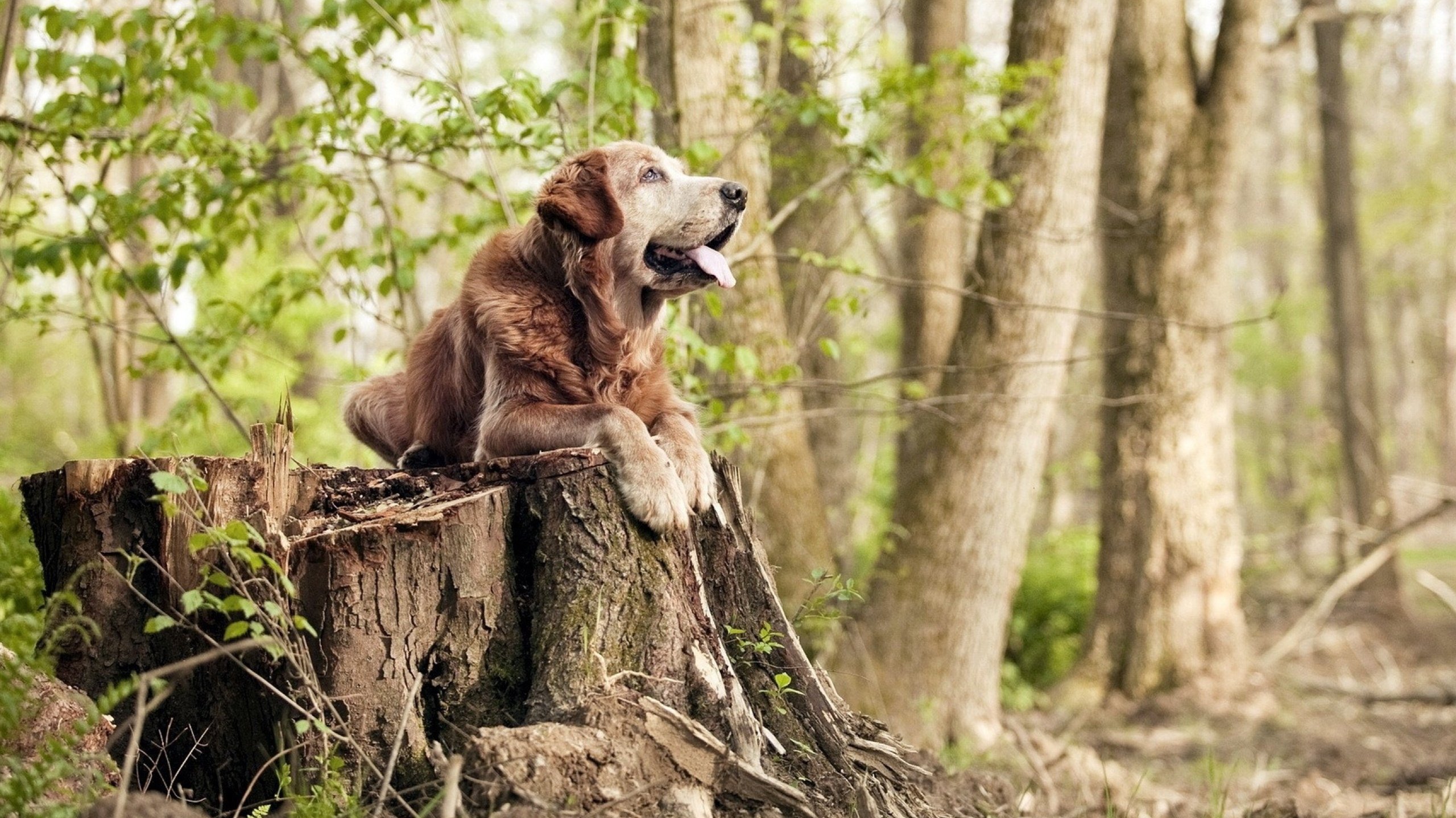 F组唯一不败的斗牛士,京多安演绎大脑与心脏的合二为一