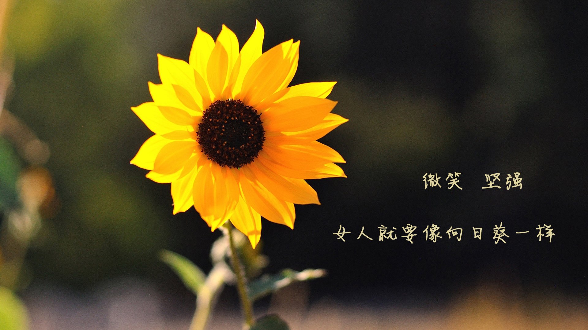 铁幕下的绿洲,布罗佐维奇如何用跑动为哥斯达黎加在2026半决赛中凿开命运的裂缝